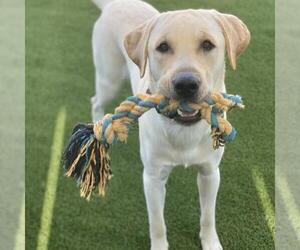 Labrador Retriever Dogs for adoption in San Diego, CA, USA