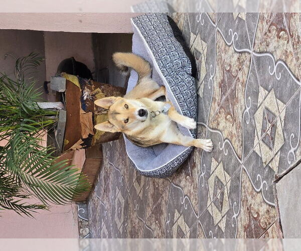 Medium Photo #2 German Shepherd Dog-Huskies  Mix Puppy For Sale in San Diego, CA, USA