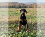 Small #1 Doberman Pinscher
