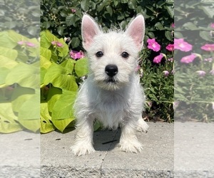 West Highland White Terrier Puppy for sale in CANOGA, NY, USA