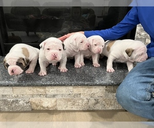 American Bulldog Puppy for sale in ADOLPHUS, KY, USA