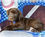 Small Photo #2 Labrador Retriever Puppy For Sale in KINZERS, PA, USA