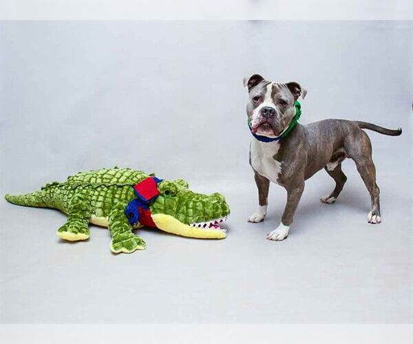 Medium Photo #2 American Pit Bull Terrier Puppy For Sale in Sanford, FL, USA