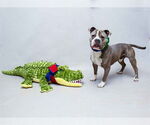 Small #1 American Pit Bull Terrier