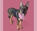 Small #1 German Shepherd Dog