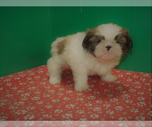 Shih Tzu Puppy for sale in PATERSON, NJ, USA