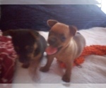 Small Photo #10 Chihuahua Puppy For Sale in NANAKULI, HI, USA