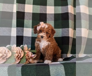 Poodle (Toy) Puppy for sale in ELKTON, MD, USA