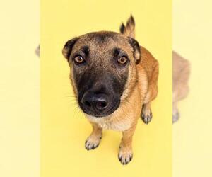 Mutt Dogs for adoption in HESPERIA, CA, USA
