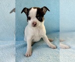 Small #1 Chihuahua