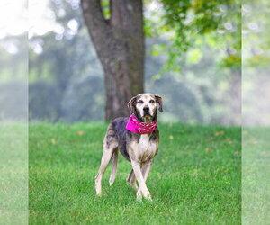 Skye - Female Catahoula Leopard Dog-Unknown Mix Dog for Adoption - Photo #6