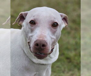 Mutt Dogs for adoption in Canton, CT, USA