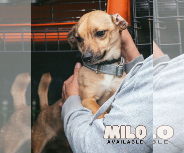 Medium Photo #1 Chihuahua Puppy For Sale in Oakhurst, NJ, USA