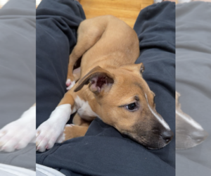 Peach - Female Mutt Dog for Adoption - Photo #4