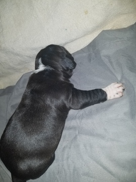 Medium Photo #3 American Pit Bull Terrier Puppy For Sale in GRIFFIN, GA, USA