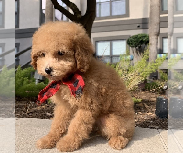Medium Photo #7 Poodle (Toy) Puppy For Sale in HOUSTON, TX, USA