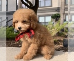 Small Photo #7 Poodle (Toy) Puppy For Sale in HOUSTON, TX, USA