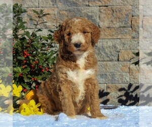 Goldendoodle-Poodle (Standard) Mix Puppy for sale in HONEY BROOK, PA, USA