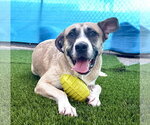 Small #7 American Staffordshire Terrier-Siberian Husky Mix