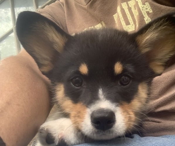 Medium Photo #9 Pembroke Welsh Corgi Puppy For Sale in BURLESON, TX, USA