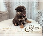 Small Photo #1 Miniature Australian Shepherd Puppy For Sale in WINTER GARDEN, FL, USA