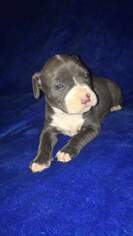 Staffordshire Bull Terrier Puppy for sale in BRADDOCK HILLS, PA, USA