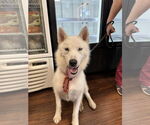 Small #8 Siberian Husky