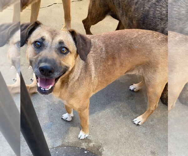 Medium Photo #4 Labrador Retriever-Unknown Mix Puppy For Sale in Newport Beach, CA, USA