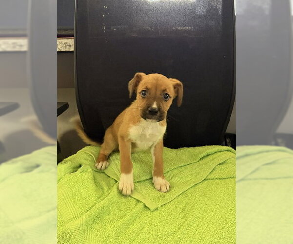Medium Photo #1 Labrador Retriever-Unknown Mix Puppy For Sale in Pasadena, TX, USA