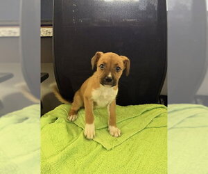Labrador Retriever-Unknown Mix Dogs for adoption in Pasadena, TX, USA