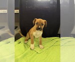 Small Labrador Retriever Mix