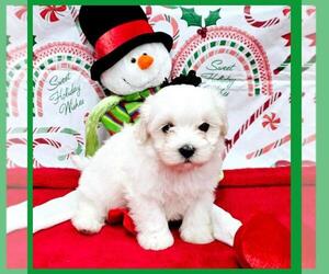 Maltipoo Puppy for Sale in TAYLOR, Texas USA