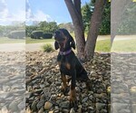 Puppy Purple Collar Doberman Pinscher