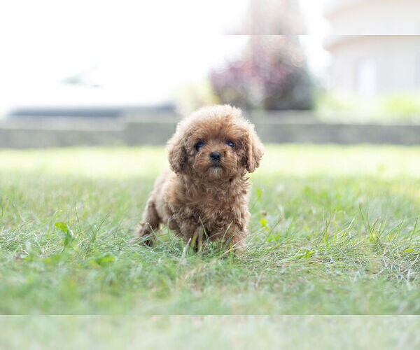 Medium Photo #11 Poodle (Miniature) Puppy For Sale in WARSAW, IN, USA