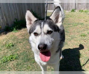 Siberian Husky Dogs for adoption in Temple, TX, USA