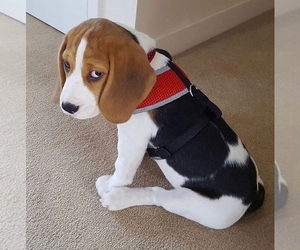 Beagle Puppy for sale in SAINT LOUIS, MO, USA