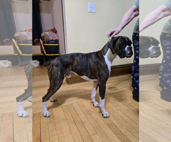Medium Photo #2 Boxer Puppy For Sale in Woodbury, MN, USA