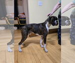Small #1 Boxer