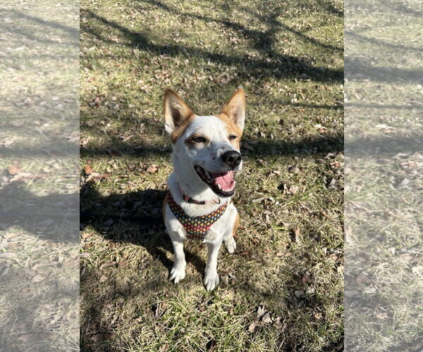 Medium Photo #5 Siberian Husky-Unknown Mix Puppy For Sale in Overland Park, KS, USA