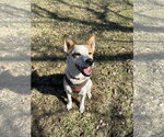 Small #4 Siberian Husky Mix