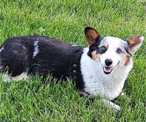 Pembroke Welsh Corgi Puppy for sale in MILTON, WI, USA