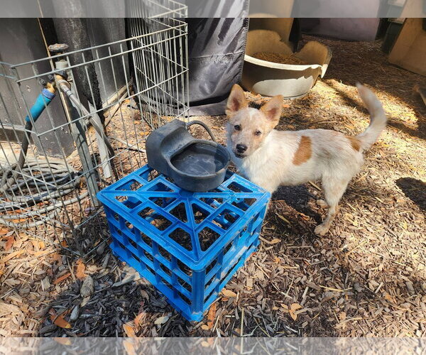 Medium Photo #4 Mutt Puppy For Sale in Paso Robles, CA, USA