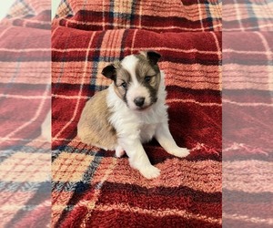 Shetland Sheepdog Puppy for sale in KINGSPORT, TN, USA