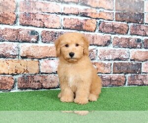 Goldendoodle Puppy for sale in BEL AIR, MD, USA