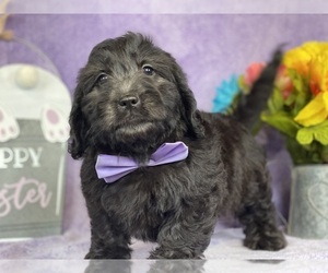 Goldendoodle (Miniature) Puppy for sale in LANCASTER, PA, USA
