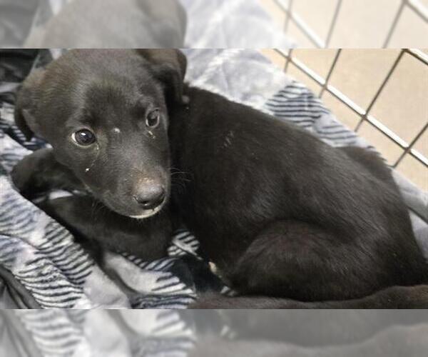 Medium Photo #1 Labrador Retriever-Unknown Mix Puppy For Sale in HESPERIA, CA, USA