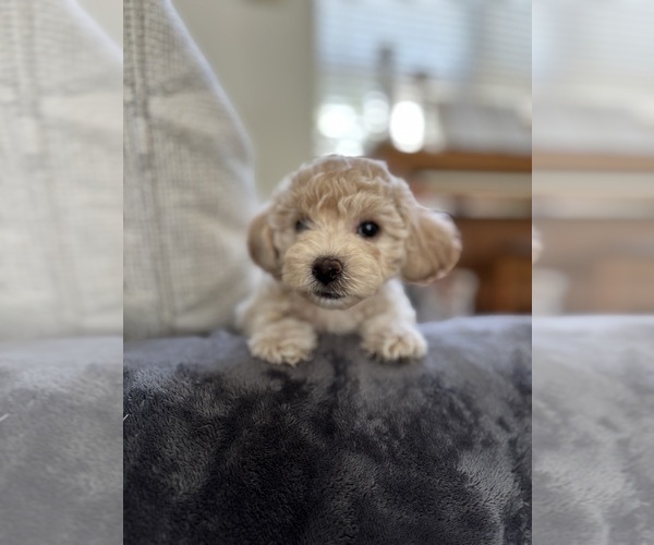 Medium Photo #47 Bichpoo Puppy For Sale in NORTH PORT, FL, USA