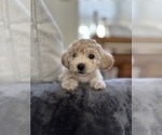 Small #12 Bichpoo