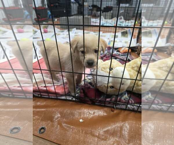 Medium Photo #2 Golden Retriever-Unknown Mix Puppy For Sale in SHERBURNE, NY, USA