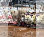 Small #1 Golden Retriever Mix